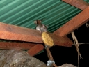 gibbon (27)
